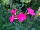 IMG_20150812_063824