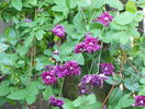 Purpurea Plena Elegance