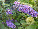 buddleja Blue Empire