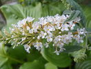 buddleja White Bouquet