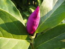 magnolia Susan