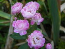Gloire des polyanthes