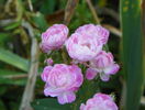 Gloire des polyanthes