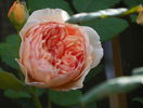 Crown Princess Margareta