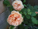 Crown Princess Margareta
