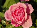 Brother Cadfael