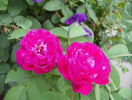 Rose de Rescht