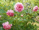 Jubilee Celebration