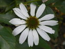10 aug 072
