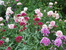 11 aug 083