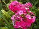 phlox Orange Perfection?