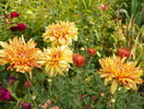 11 aug 093