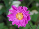 anemone jap. Pamina