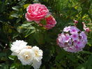 Kimono, Irene of Denmark si phlox Flamingo