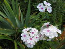 phlox Graf Zeppelin