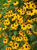 rudbeckia triloba