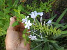 plumbago bleo
