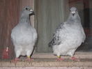 frati!!! cristiano &alenna