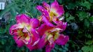 12 august - Florile secetei (4)