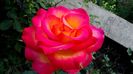 12 august - Florile secetei (7)