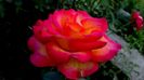 12 august - Florile secetei (9)