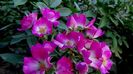 12 august - Florile secetei (13)