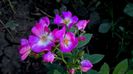 12 august - Florile secetei (14)
