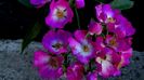 12 august - Florile secetei (15)