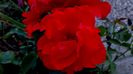 12 august - Florile secetei (16)