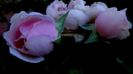 12 august - Florile secetei (19)