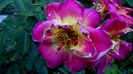 12 august - Florile secetei (5)