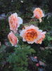 DSC03623