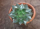 Echeveria purpusorum