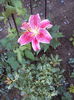 DSC03741