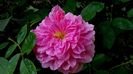 Harlow Carr