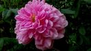 Harlow Carr