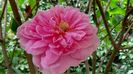 Harlow Carr