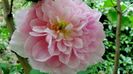 Harlow Carr