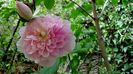 Harlow Carr