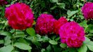 13 august 2015 (20)