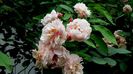 13 august 2015 (62)