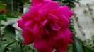 13 august 2015 (85)