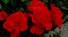 13 august 2015 (101)