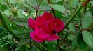 13 august 2015 (108)