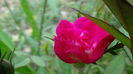 13 august 2015 (109)