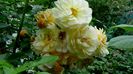 13 august 2015 (112)