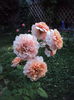 DSC03881