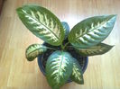 DIEFFENBACHIA.