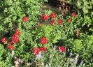 Bienenweide Rot