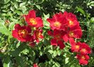 Bienenweide Rot